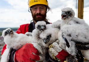 Čtyři mláďata sokola stěhovavého, která se před měsícem vylíhla na komíně teplárny v rafinérii v Kralupech nad Vltavou, dostala v pátek 12. května od ornitologů kroužek.