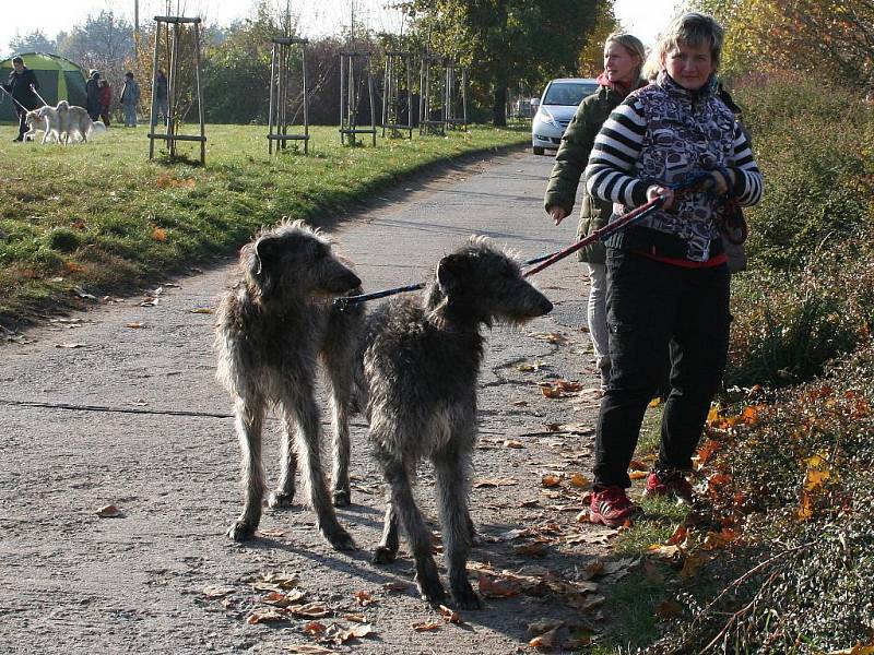 Coursingové závody v Kralupech nad Vltavou. 