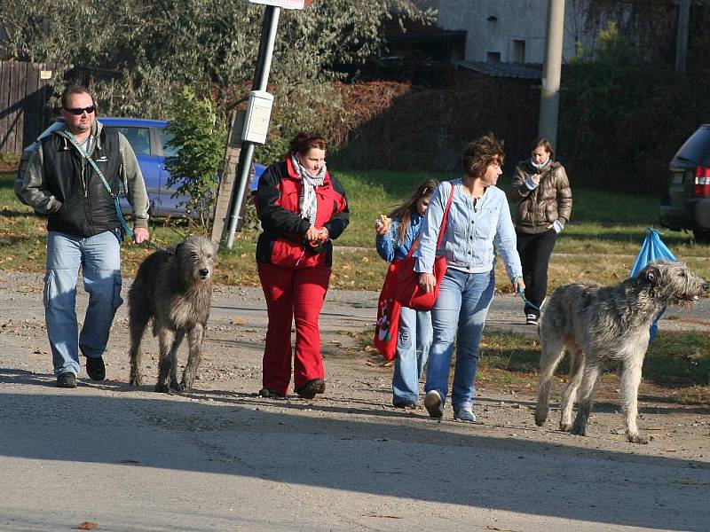 Coursingové závody v Kralupech nad Vltavou. 