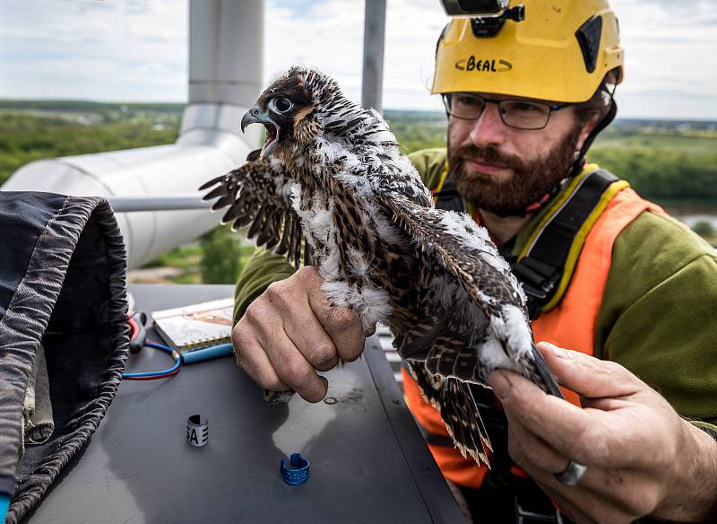 EXTERNÍ FOTOGRAFIE >>> Zdroj: archiv ORLEN Unipetrol RPA Střední Čechy (31. 5. 2021) – Radostné je letos počítání mláďat sokola stěhovavého v areálech chemických závodů na Mělnicku, kde si tito ohrožení dravci oblíbili hnízdění na vysokých komínech zajišť