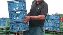 Václav Svačina z Ovčár pěstuje zeleninu už šestnáct let