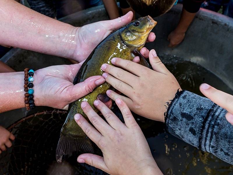 Rybáři vysadili do Labe 500 kilo ryb. Žáci z Neratovic byli u toho.