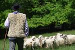 Ve Valašské dědině vyhnali ovce na pastvu