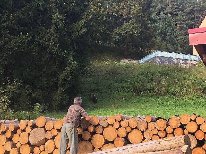 V údolí Vranča v Novém Hrozenkově se ve čtvrtek 13. září 2018 objevil medvěd.