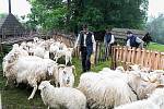 Součástí programu pořadu Jaro na dědině, který se v sobotu 21. května 2022 koná ve Valašském muzeu v přírodě v Rožnově pod Radhoštěm, budou i ukázky stříhání ovcí.