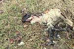 Na pomezí Lidečka a Pulčína na Hornolidečsku zardousili vlci tři ovce plemene Suffolk. Ochránci přírody, kterým zabité kusy patřily, objevili roztrhaná zvířata v sobotu 16. listopadu 2019.