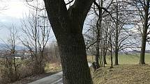 V Zašové na Vsetínsku neznámý pachatel podřezal bez povolení 28 stromů, které mají ustoupit stavbě protipovodňových opatření; čtvrtek 18. března 2021