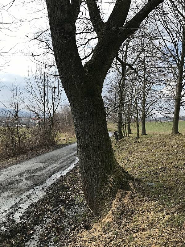 V Zašové na Vsetínsku neznámý pachatel podřezal bez povolení 28 stromů, které mají ustoupit stavbě protipovodňových opatření; čtvrtek 18. března 2021