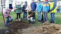 Lidickou hrušeň vysadili ve středu 28.11.2018 na zahradě ZŠ Žerotínova ve Valašském Meziříčí. Hlínu ke kořenům přihodili také žáci školy.