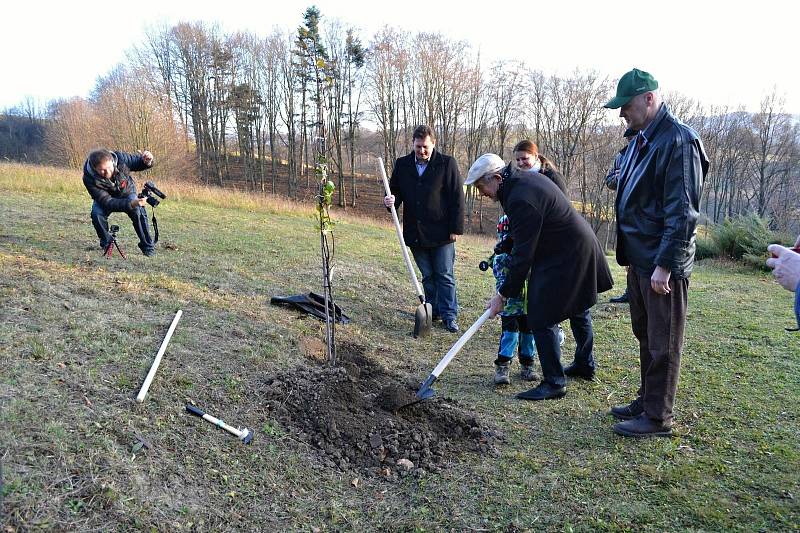 Sázení štěpu Lidické hrušně u chalupy U Húšťů v Prlově na Valašsku; 11. listopadu 2021