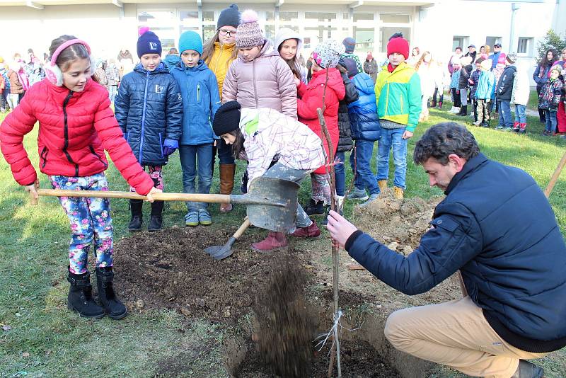 Lidickou hrušeň vysadili ve středu 28.11.2018 na zahradě ZŠ Žerotínova ve Valašském Meziříčí. Hlínu ke kořenům přihodili také žáci školy.