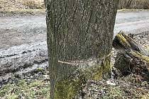 V Zašové na Vsetínsku neznámý pachatel podřezal bez povolení 28 stromů, které mají ustoupit stavbě protipovodňových opatření; čtvrtek 18. března 2021