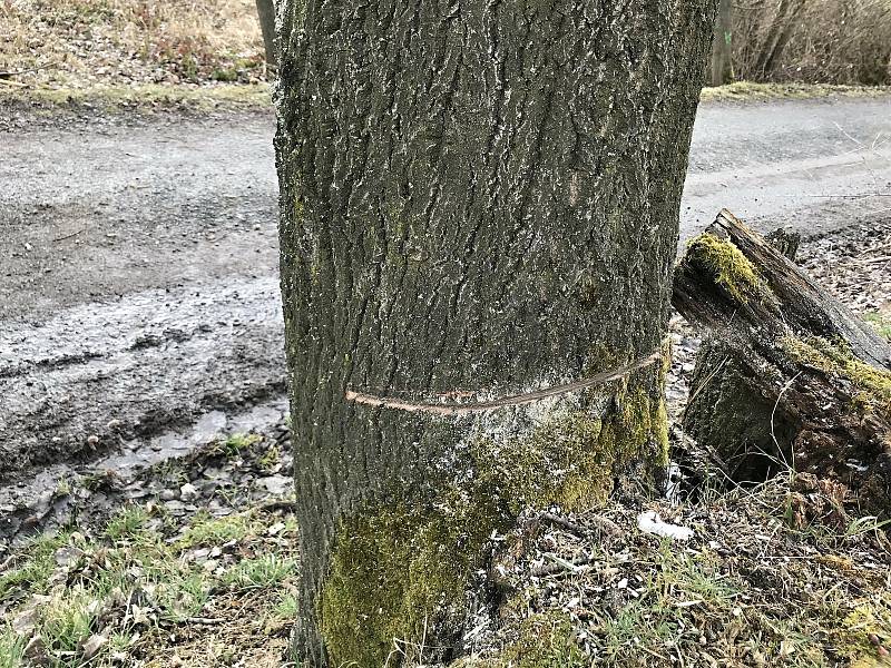 V Zašové na Vsetínsku neznámý pachatel podřezal bez povolení 28 stromů, které mají ustoupit stavbě protipovodňových opatření; čtvrtek 18. března 2021