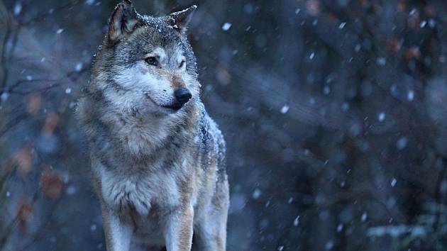 Muzeum regionu Valašsko zve na přednášku o soužití člověka a vlka.
