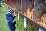 Sedmnáctá krajská soutěžní chovatelská výstava králíků, holubů a drůbeže se uskutečnila o víkendu