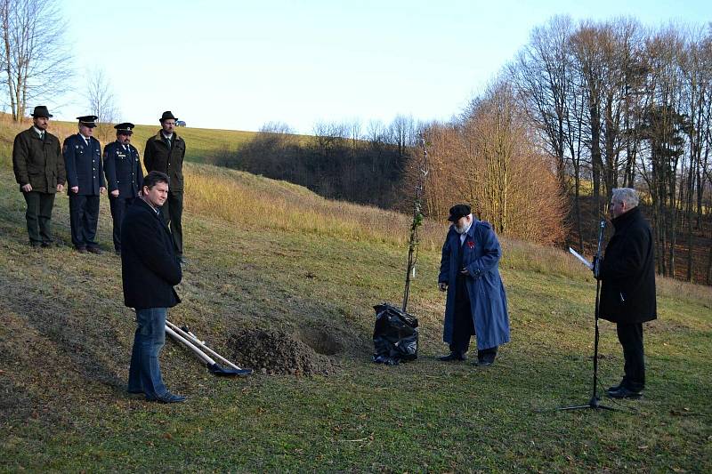 Sázení štěpu Lidické hrušně u chalupy U Húšťů v Prlově na Valašsku; 11. listopadu 2021