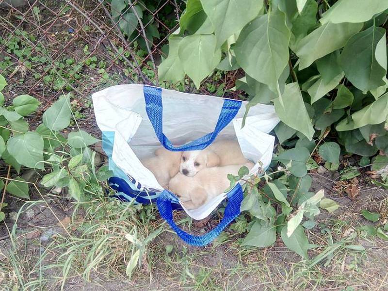 Tři asi šestitýdenní štěňata někdo odložil v igelitové nákupní tašce na ulici V Zahrádkách ve vsetínské místní části Rybníky. V úterý dopoledne (17. července 2018) je našel strážník městské policie. Dva pejsci a jedna fenka jsou  nyní ve vsetínském zvířec