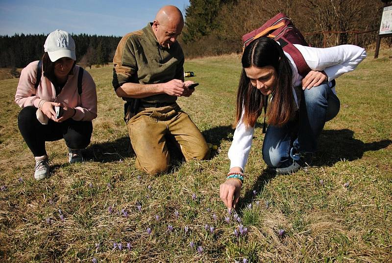 Členové občanského sdružení Letobiel ze slovenské Žiliny, které je partnerem projektu na záchranu šafránů na české a motýla jasoně červenookého na slovenské straně, si prohlíží šafránové louky na Vsetínsku a Valašskokloboucku.