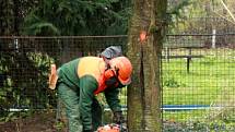 Pracovníci Technických služeb začali s kácením stromů v parku u trati ve Vsetíně. Padnout má třicítka stromů na trávnické i rybnické straně. Místo nich chtějí vysadit stromy nové.
