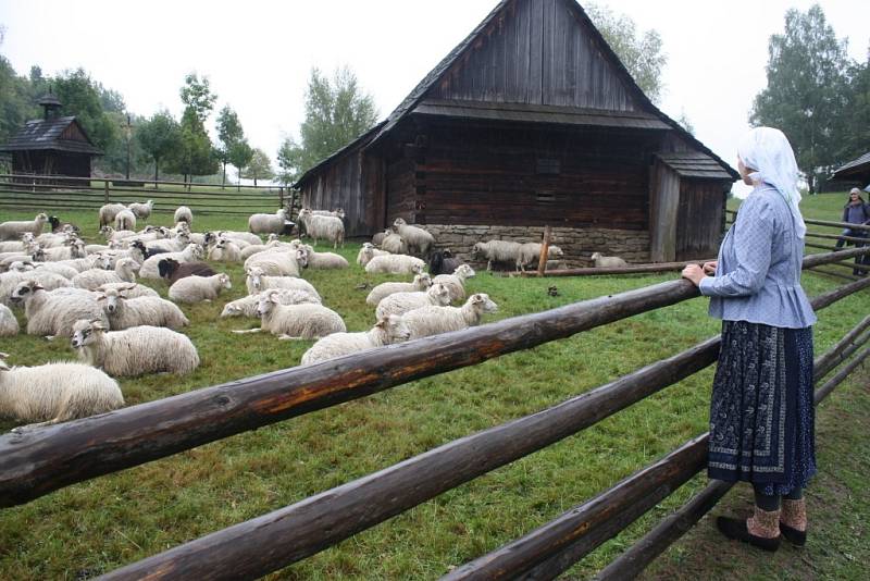 Karpatský redyk je u konce. Do rožnovského skanzenu doputovaly ovce z Rumunska.