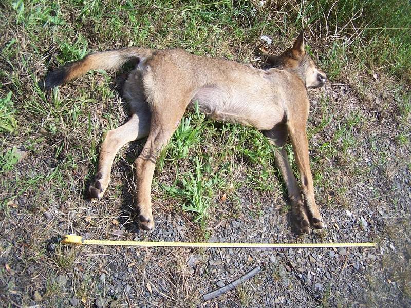 Vlčice přišla o život pod koly auta v Krhové u Valašského Meziříčí.