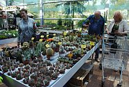 V Zahradním centru ve Valašském Meziříčí vystavují stovky kaktusů a dalších sukulentů. Výstava trvá do 22. září 2019.