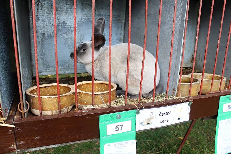 Sedmnáctá krajská soutěžní chovatelská výstava králíků, holubů a drůbeže se uskutečnila o víkendu