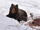 Medvěd hnědý v Beskydech, jak jej na konci ledna zachytil Václav Tomášek.