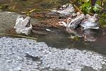 Žáby v rybnících v Semetíně u Vsetína. Ilustrační foto