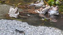 Žáby nakladly své snůšky do rybníků v Semetíně u Vsetína