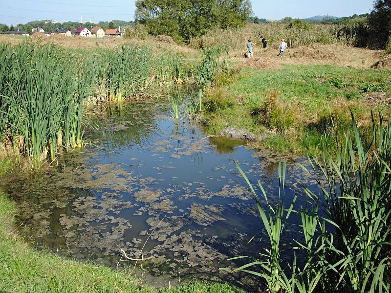 Mladí ochránci přírody z oddílu Falco pečují o unikátní mokřad ve valašskomeziříčské části Hrachovec.