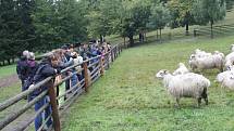 Karpatský redyk je u konce. Do rožnovského skanzenu doputovaly ovce z Rumunska.