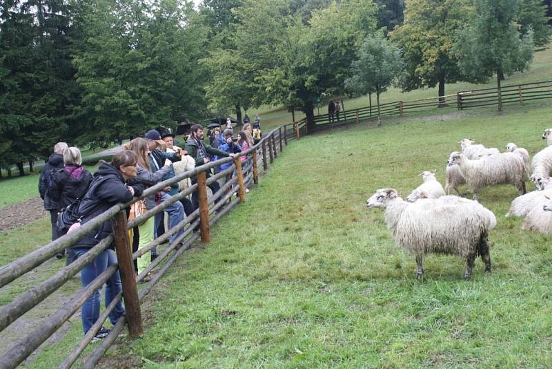 Karpatský redyk je u konce. Do rožnovského skanzenu doputovaly ovce z Rumunska.