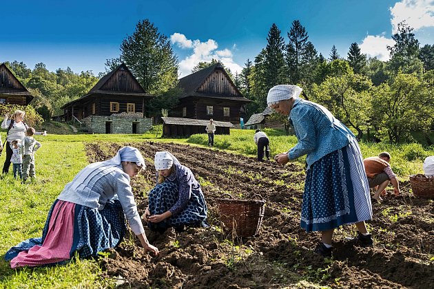 Sběr brambor na poli v areálu Valašské dědiny ve Valašském muzeu v přírodě v Rožnově pod Radhoštěm.