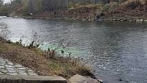 Kriminalisté kvůli otravě Bečvy kyanidy vypustili 17. listopadu 2020 do řeky fluorescein aby vodu zabarvili. Šlo o test, pomocí něhož zkoumají chování neznámé látky v toku.