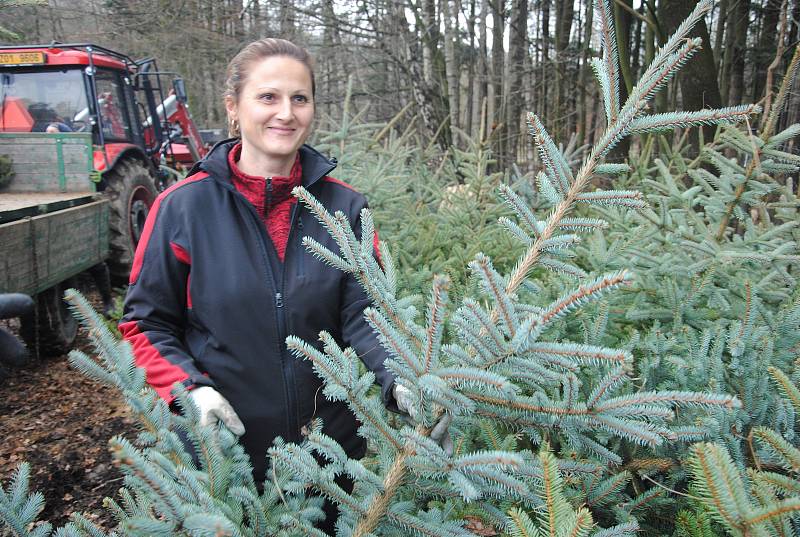 Pracovníci společnosti Městské lesy a zeleň Valašské Meziříčí zahájili výřez vánočních stromků v místních částech Podlesí a Bynina.