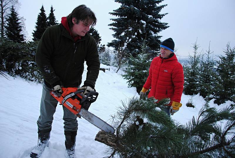 Pracovníci společnosti Městské lesy a zeleň ve Valašském Meziříčí zahájili v pondělí 4. prosince 2017 na plantáži v Podlesí prodej vánočních stromků.