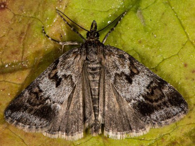 Pracovníci Muzea regionu Valašsko objevili po více než sto letech v Přírodní rezervaci Makyta v Huslenkách vzácného nočního motýla šedovníčka horského.