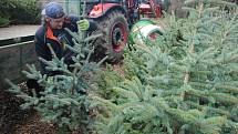 Pracovníci společnosti Městské lesy a zeleň Valašské Meziříčí zahájili výřez vánočních stromků v místních částech Podlesí a Bynina.