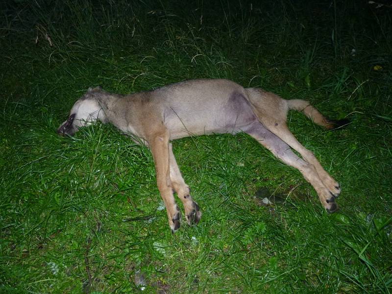 Vlčice přišla o život pod koly auta v Krhové u Valašského Meziříčí.