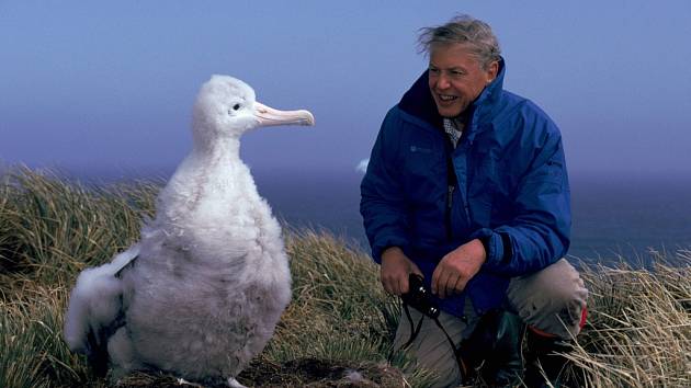 HROZÍ JIM VYHYNUTÍ.  Podle odhadů odborníků uhyne každoročně při lovech rybářů sto tisíc albatrosů. Ekologové se to snaží změnit.