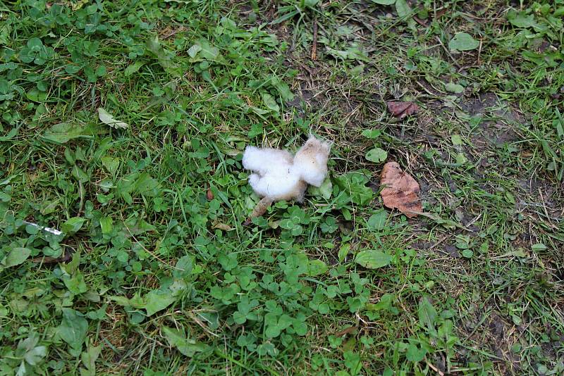 Koncem měsíce září 2018 začal na Valašsku páchat škody medvěd hnědý. Na Jasence potrhal pět ovcí.