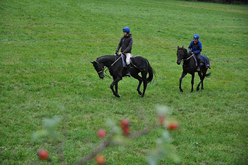 Příprava dostihových koní ve stáji Valencio ve Velkých Karlovicích; Velké Karlovice, pátek 9. října 2020