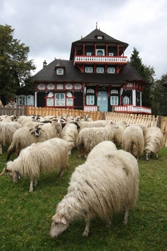 Pasení ovcí na Pustevnách.