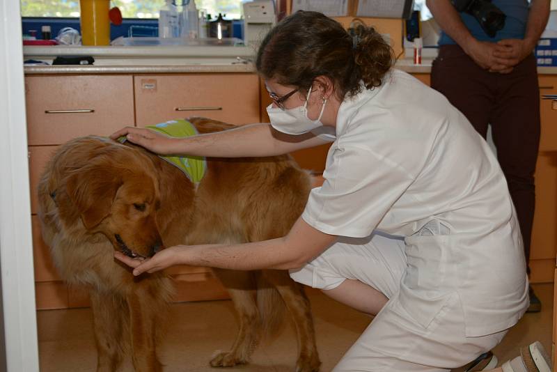 Do valašskomeziříčské nemocnice Agel se po více než roce vrátili psi, kteří poskytují pacientům důležitou canisterapii. Květen 2021, dvouletá fenka Bella.