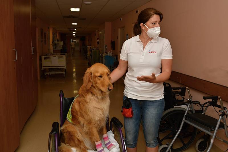 Do valašskomeziříčské nemocnice Agel se po více než roce vrátili psi, kteří poskytují pacientům důležitou canisterapii. Květen 2021, dvouletá fenka Bella a canisterapeutka Blanka Hašová.