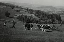 Malé pasačky krav. Dušná 1934.