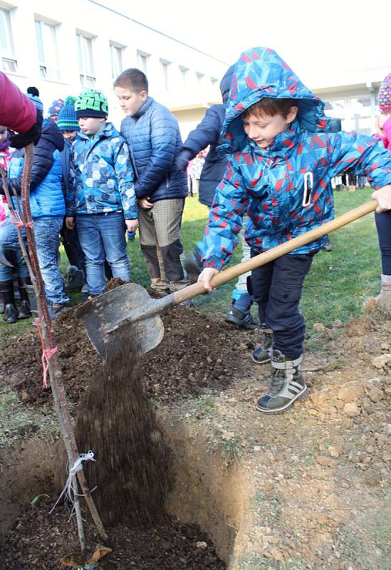 Lidickou hrušeň vysadili ve středu 28.11.2018 na zahradě ZŠ Žerotínova ve Valašském Meziříčí. Hlínu ke kořenům přihodili také žáci školy.