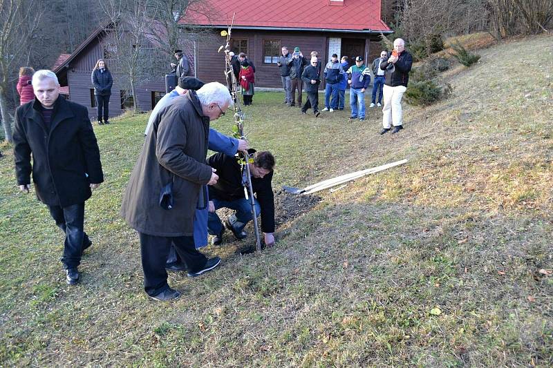 Sázení štěpu Lidické hrušně u chalupy U Húšťů v Prlově na Valašsku; 11. listopadu 2021