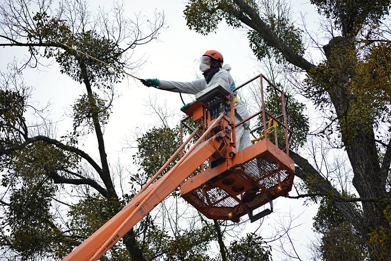 Stromy v městském parku Panská zahrada ve Vsetíně jsou napadeny jmelím. Radnice se rozhodla, že místo obvyklého ořezu vyzkouší k likvidaci tohoto parazita speciální postřik.